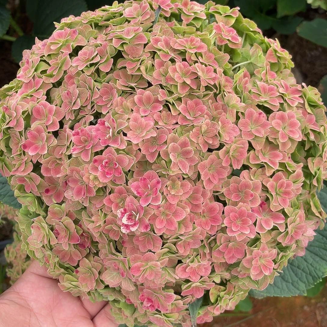 绣球切花一物一拍3枝包邮，25