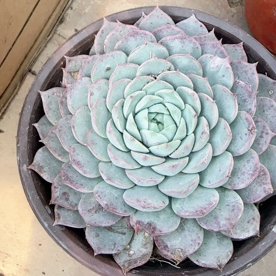 无花朵120朱砂痣单头