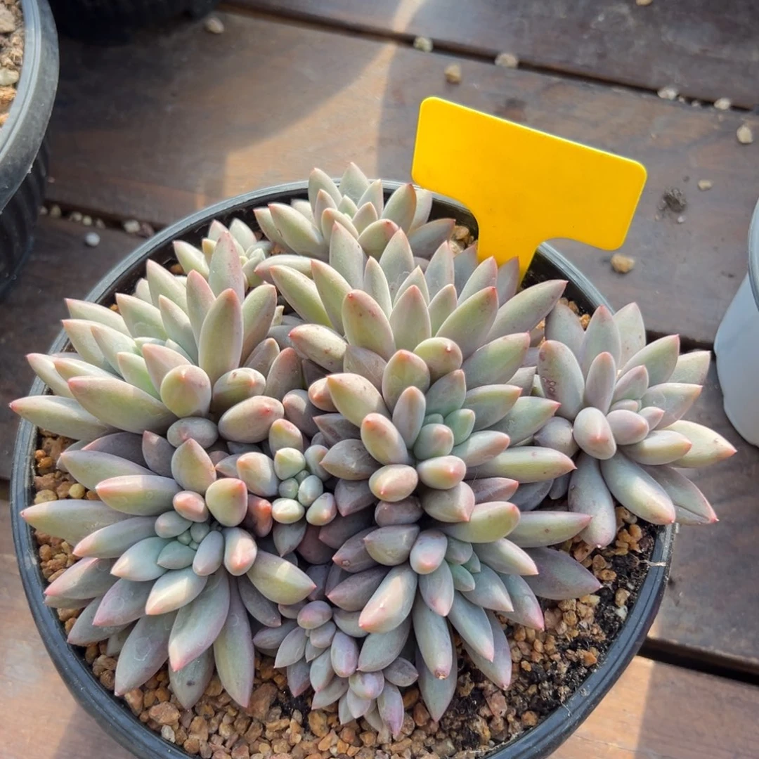 红蜻蜓11111111111111111