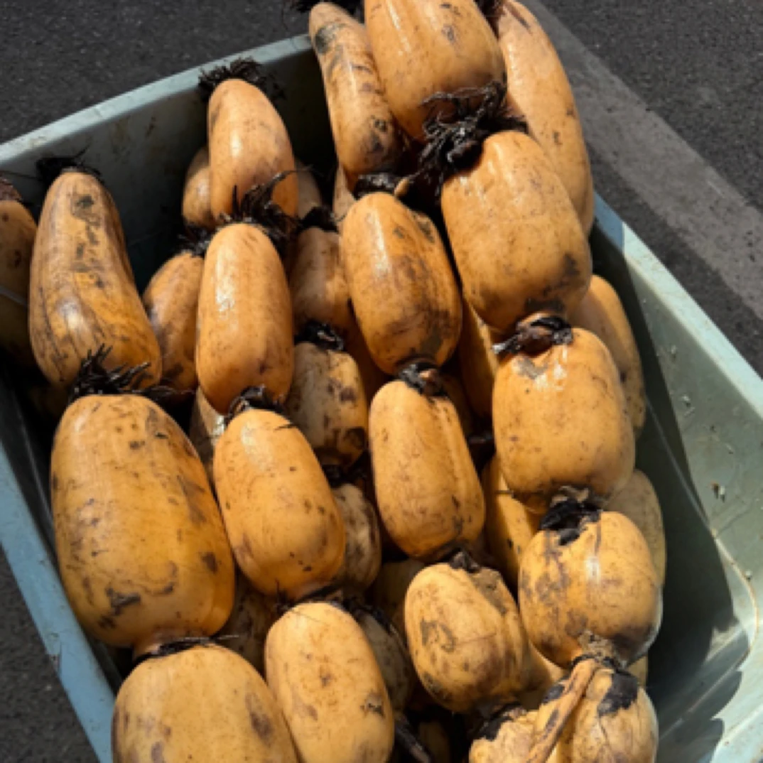 【莲藕】江西小炒新鲜现挖莲藕清炒凉拌带泥顺丰包邮