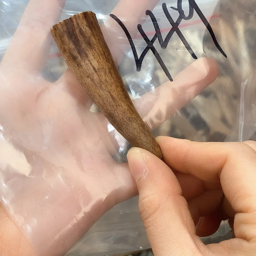 鹿角鹿角鹿角鹿角鹿