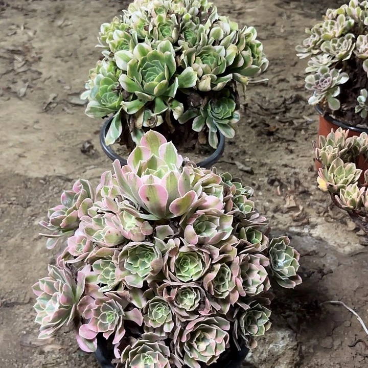 小****多肉植物法师2颗48