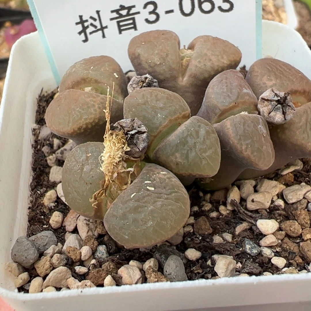 ๓***.3-63肉锥多肉植物，