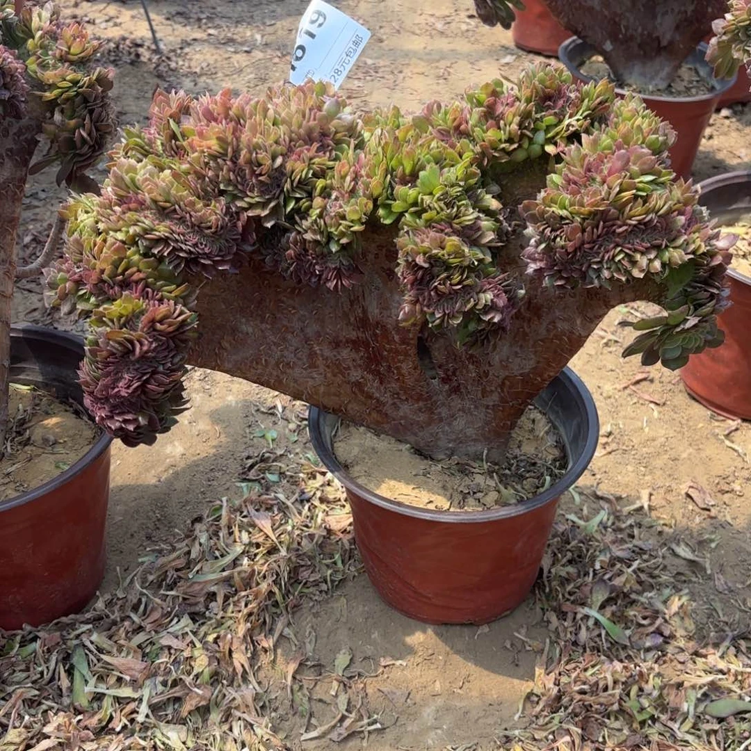 用****0619万缀多肉植物