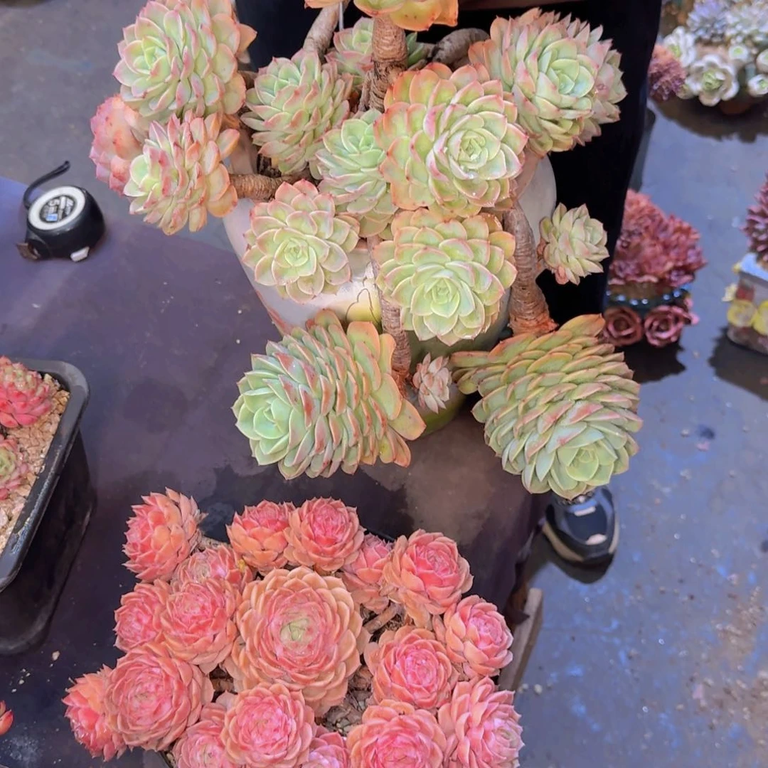 懒*孩多肉植物的生长发育规律