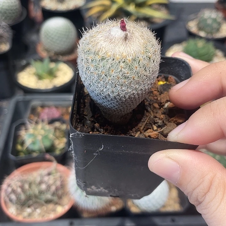 实生月世界仙人球