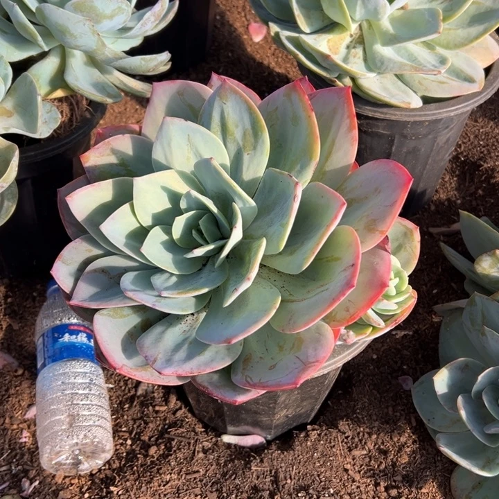 抬***猪地栽白凤1棵（包邮不包损）