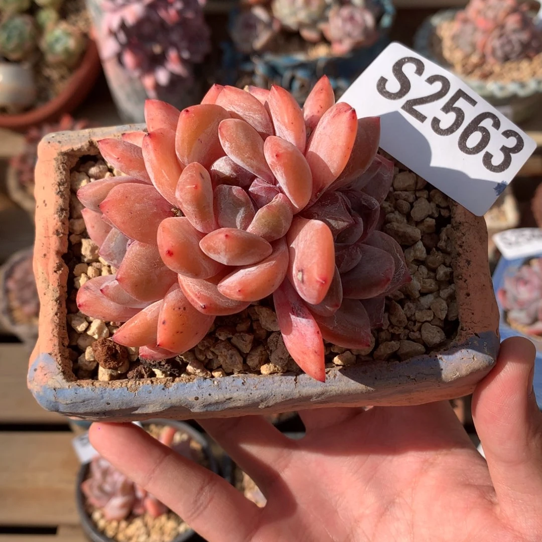 S2563 雪天使老桩 无砍 7.5cm