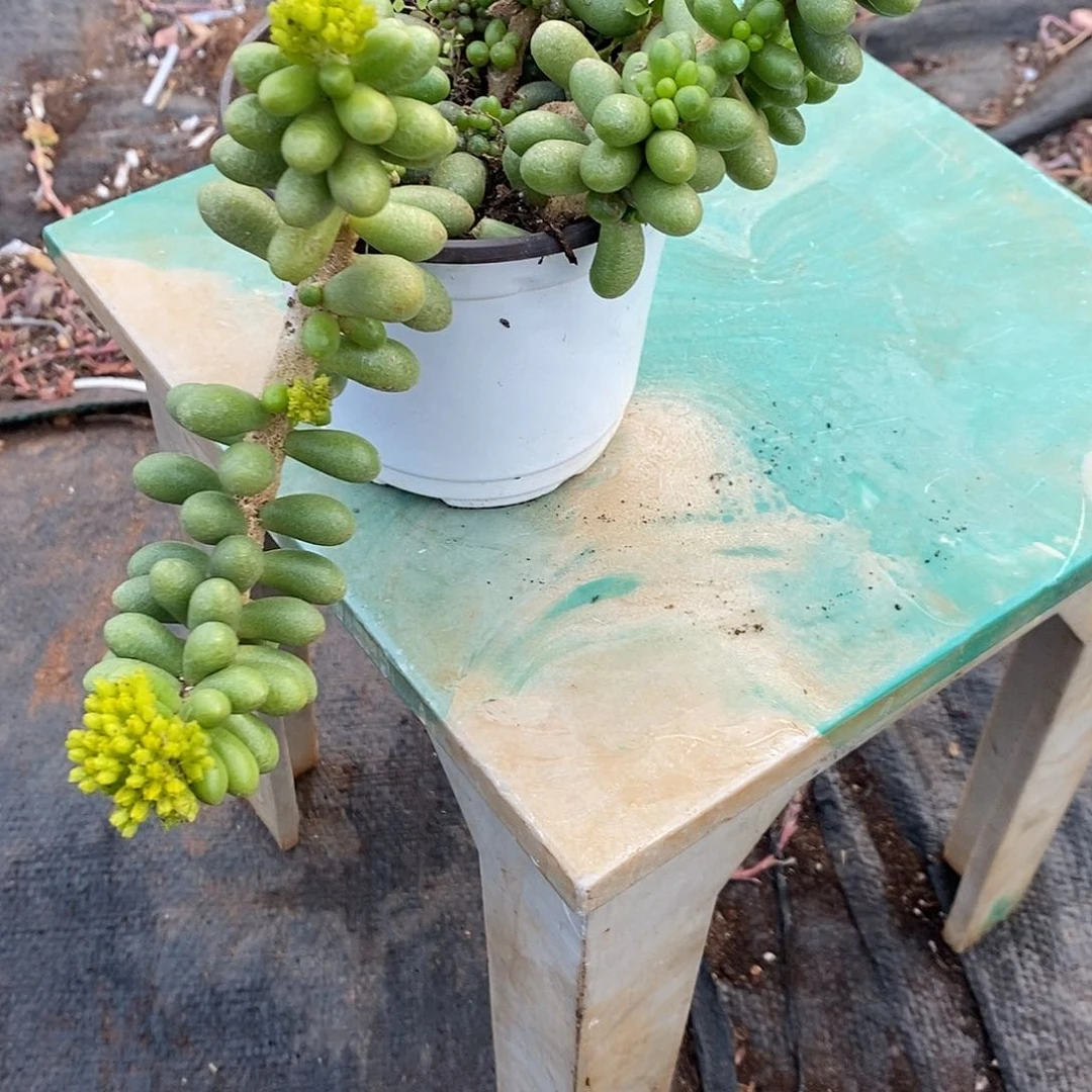 爱****丫绿龟卵1颗带盆带土