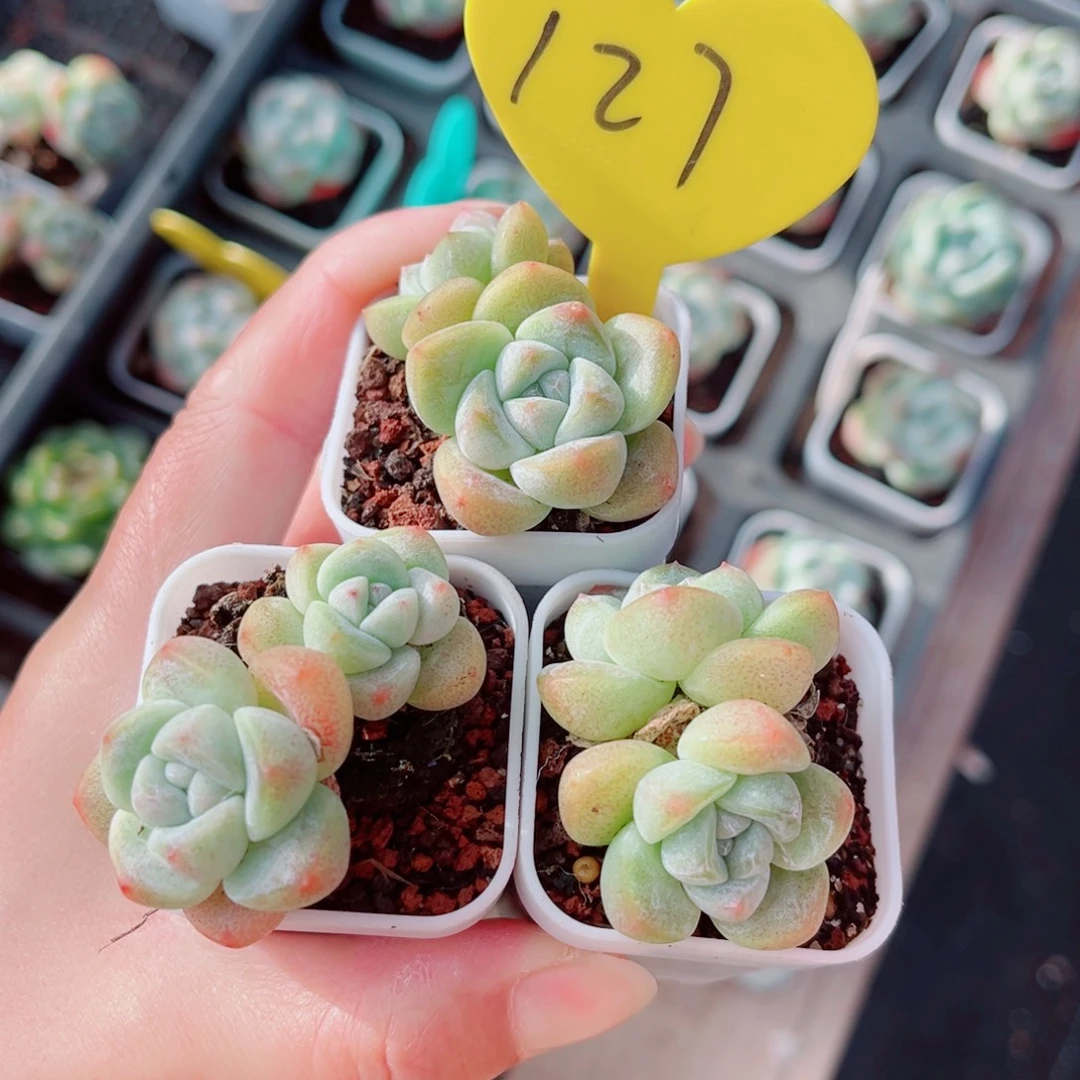 127号小老桩冰玉双头3颗组合