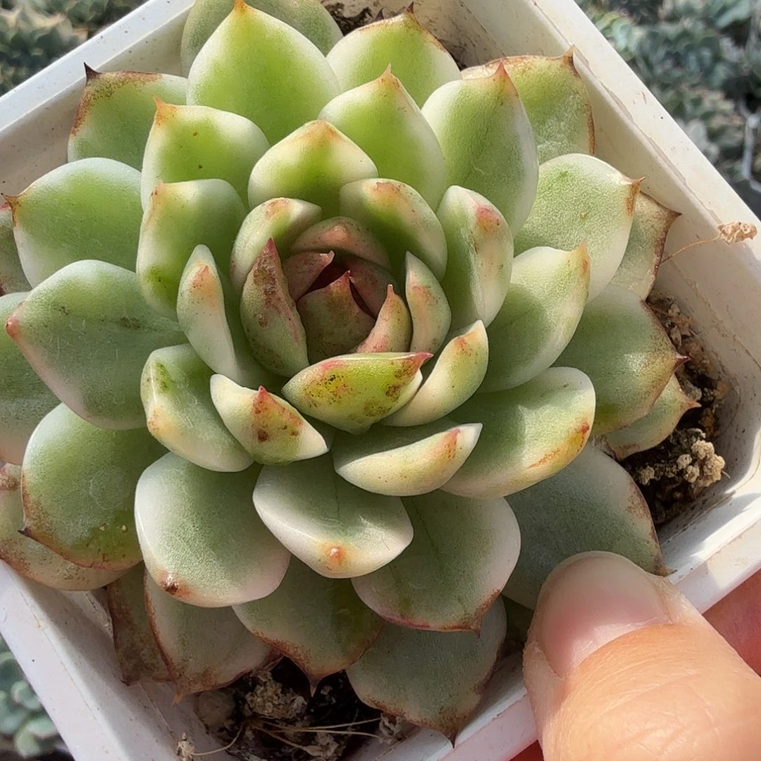 黑水晶锦，多肉植物