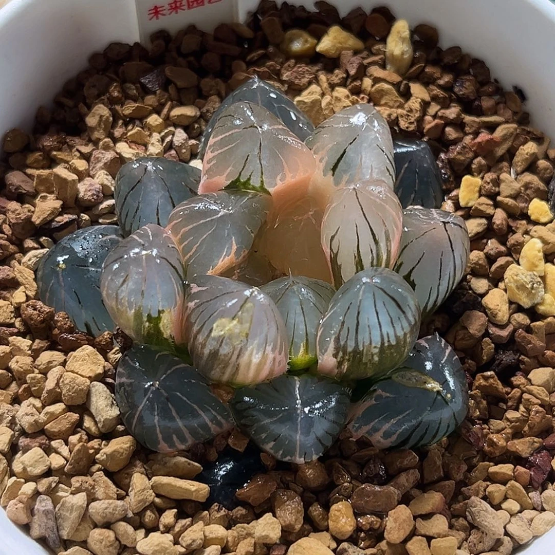 80龙爪玉露锦一物一图