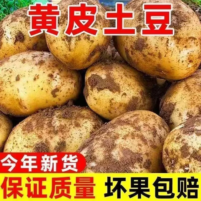 新鲜黄皮土豆沙糯粉面炒菜炖汤必备当季蔬菜