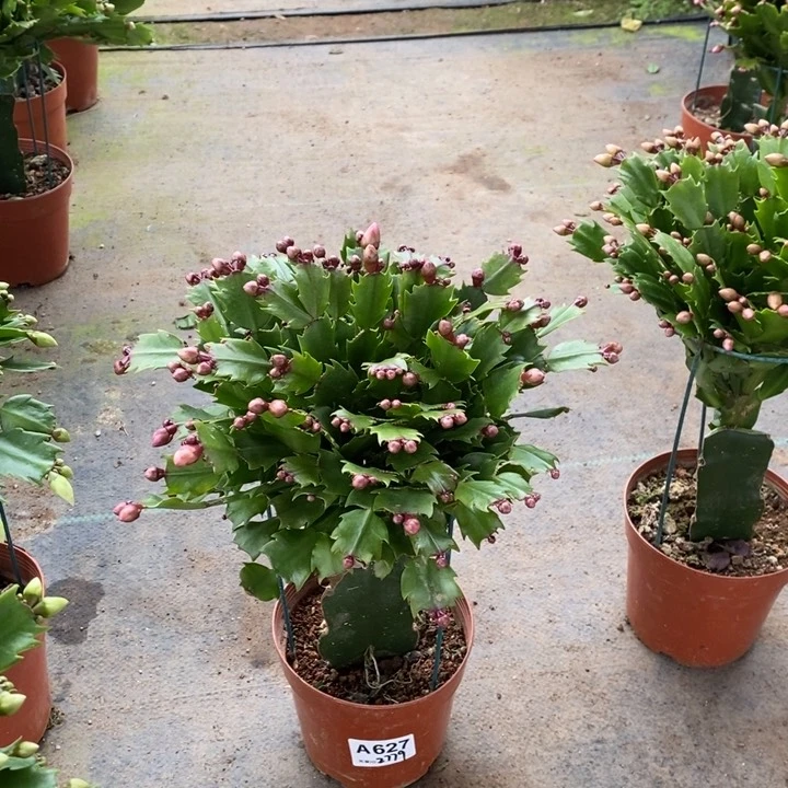 当前无花栽培后可以开花天**翼627嫁接黄索