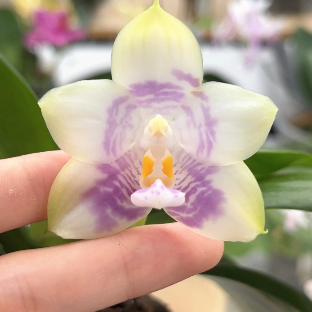 完全开放4寸弥陀紫龙方阵开花株