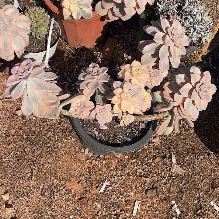 紫乐锦大群，复伦锦，不包损