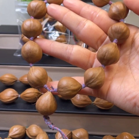 橄榄核手串/手链橄榄核48