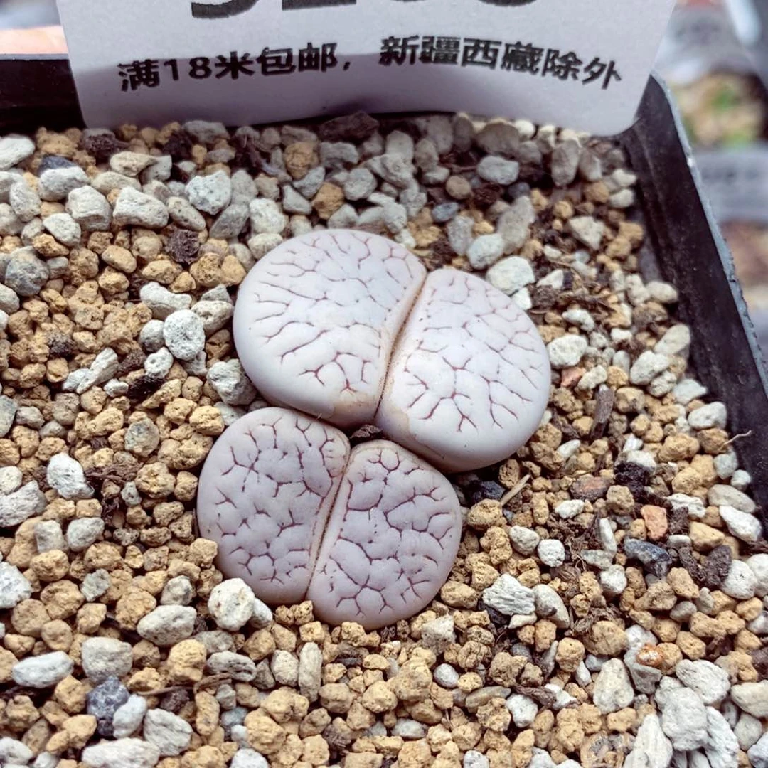 5288。