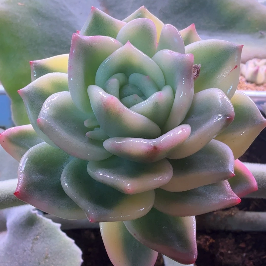 无花朵伊丽莎白锦
