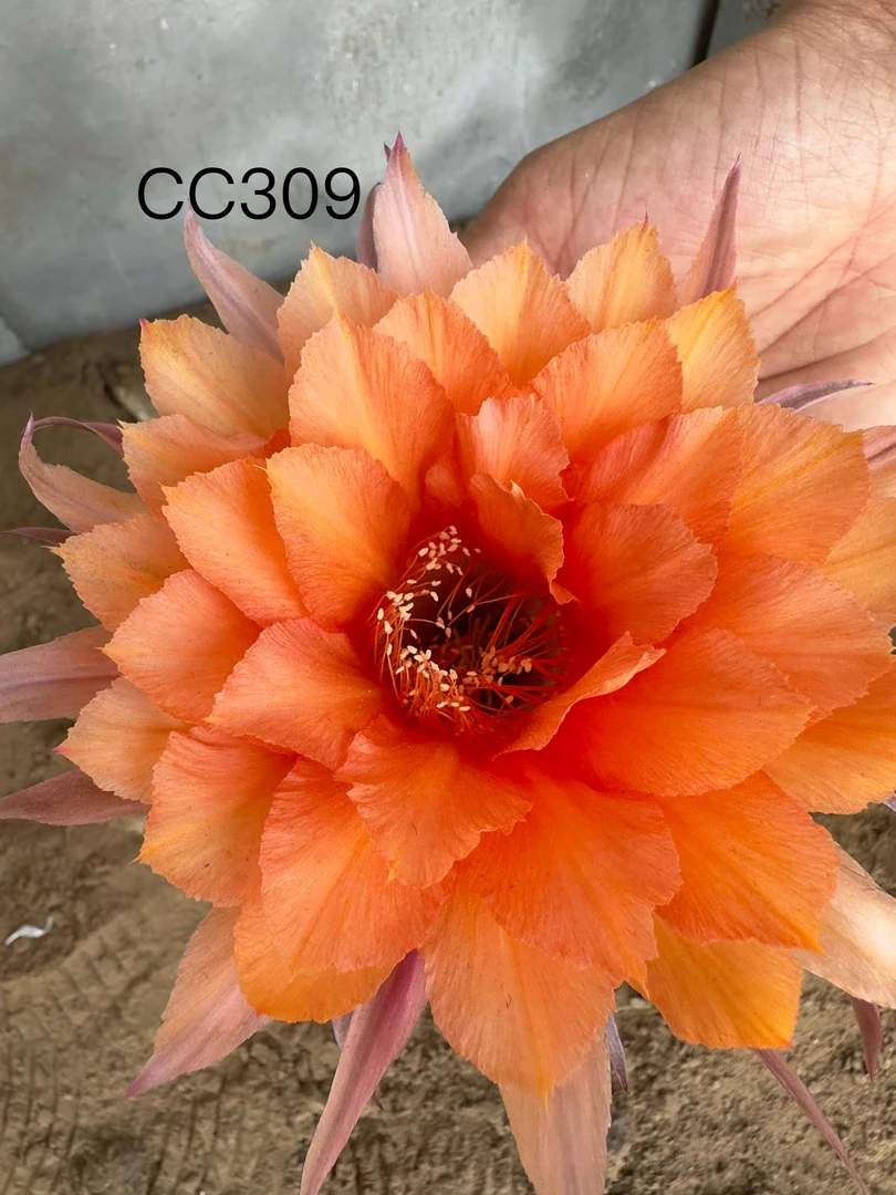 彩草无根侧芽歪CC309号