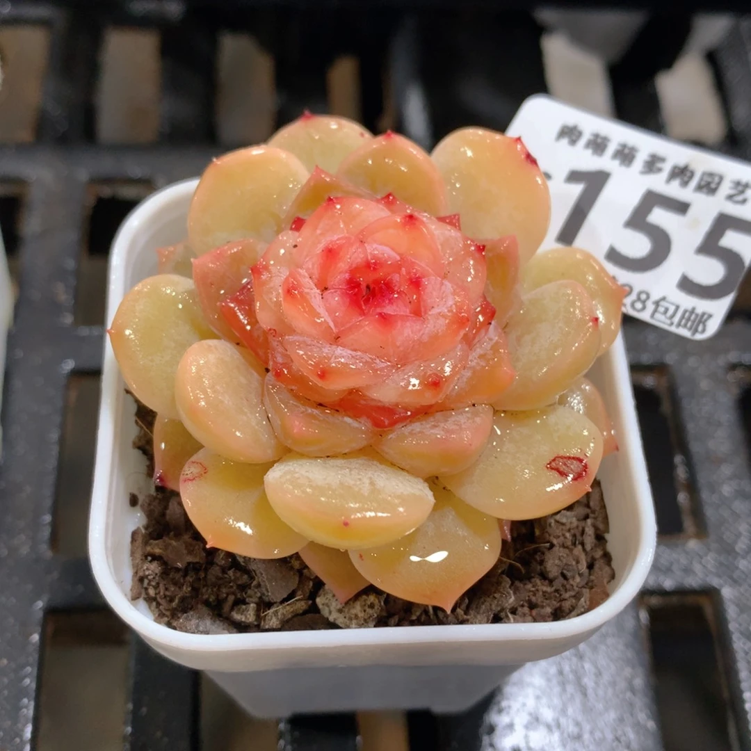 肉萌萌拇指盆精控多肉ZC155