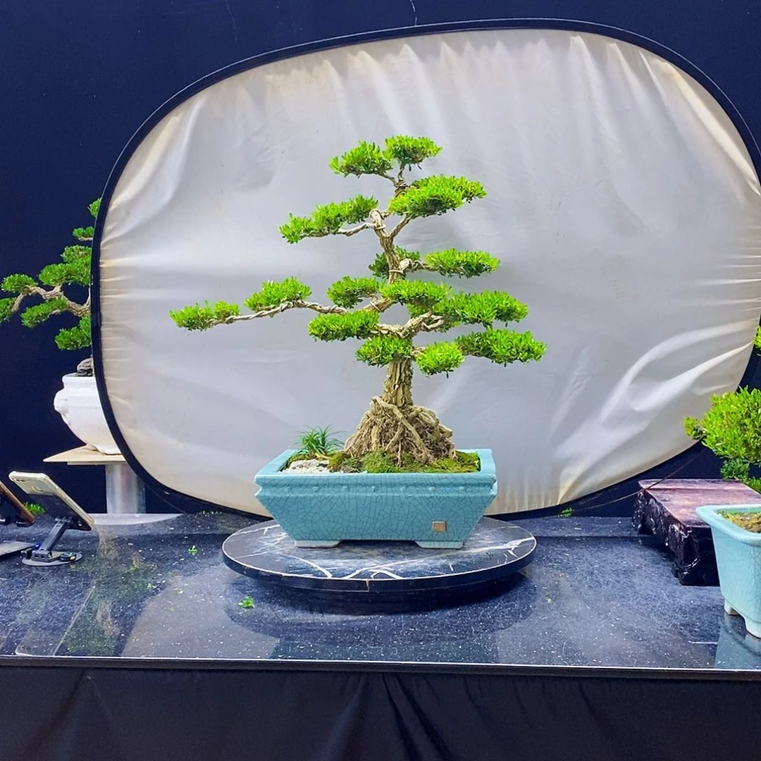 无花朵黄杨盆景造型