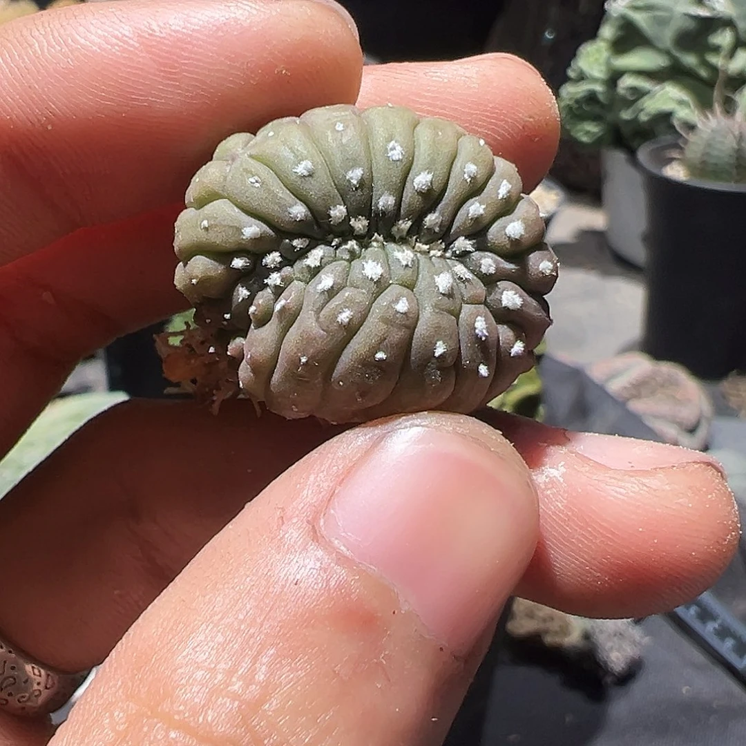 月**酌实生龟甲兜 缀化 仙人球