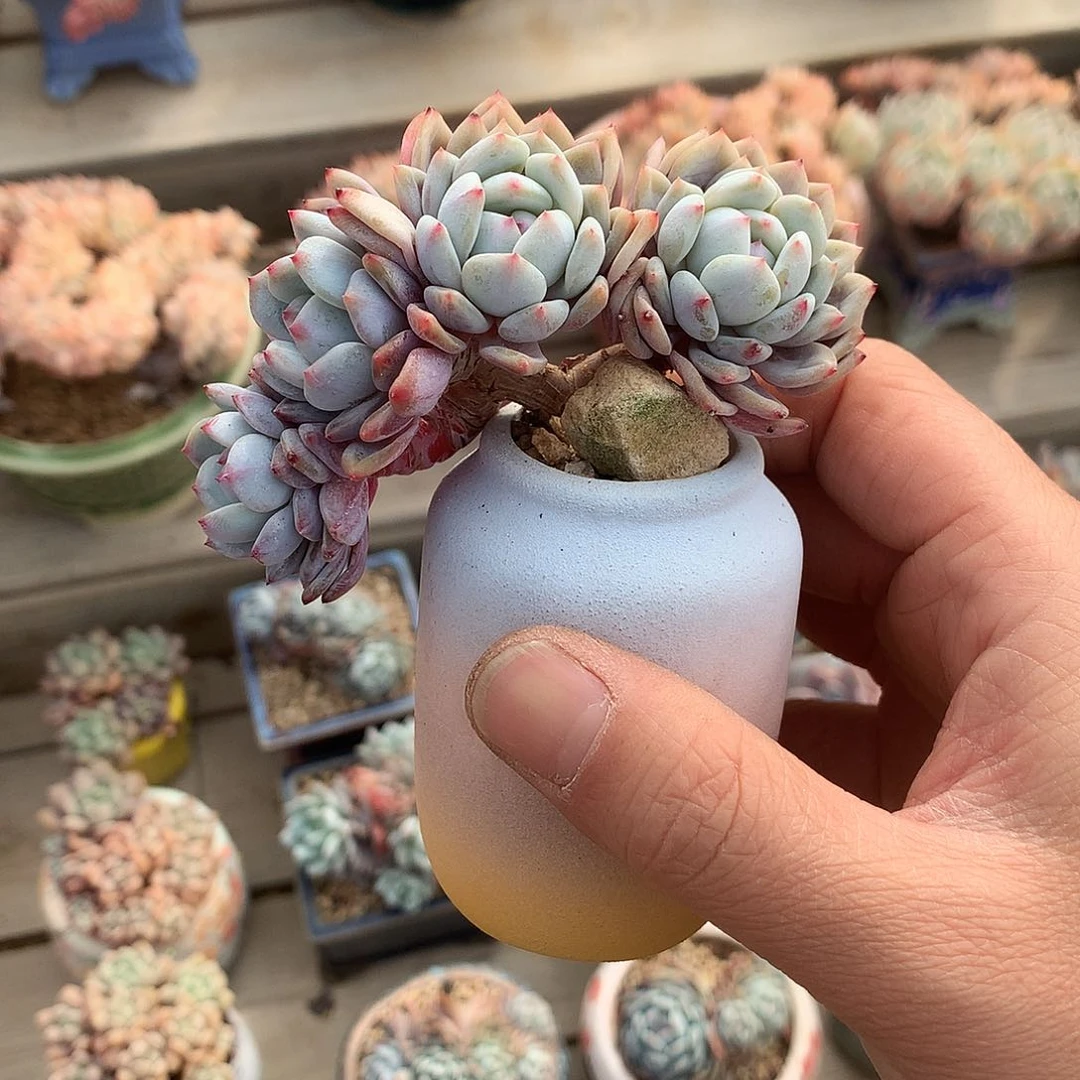 玉芙蓉朵朵一颗9厘米