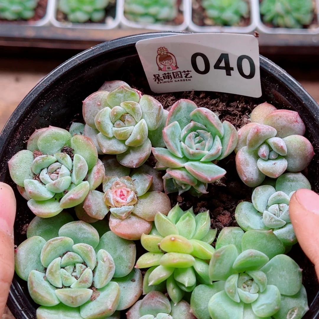 多肉植物多肉植物