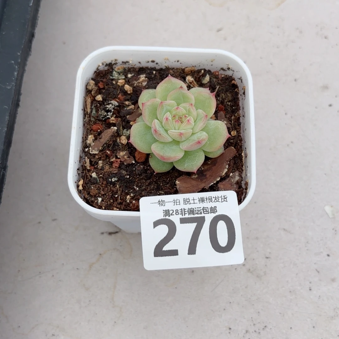 寒非单头无盆土发货