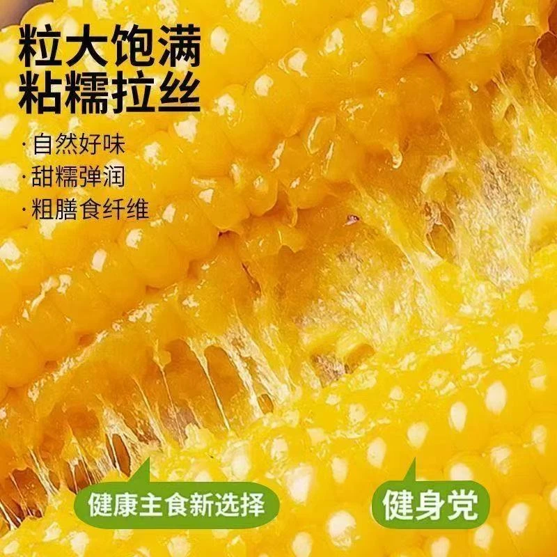 【黄糯12根大棒】精选黄糯玉米特等大棒单根300g左右试吃两根