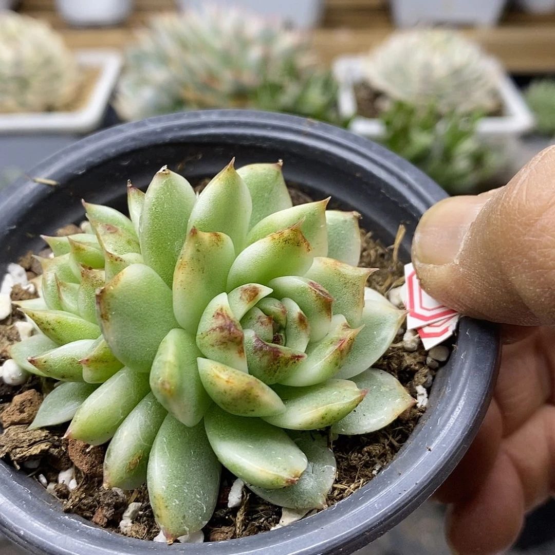 25100 绿水晶覆轮锦双头