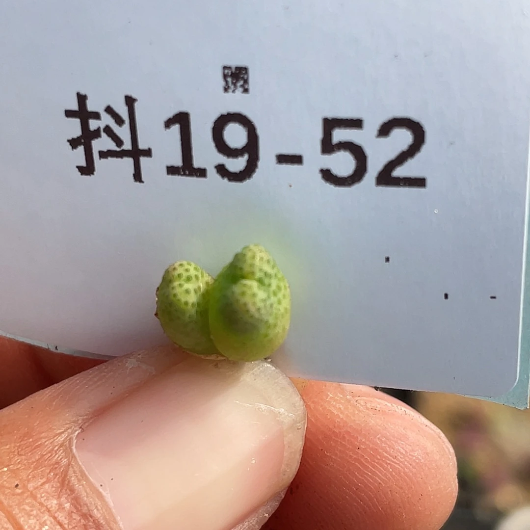 19-52斑马955d小苗多肉植物