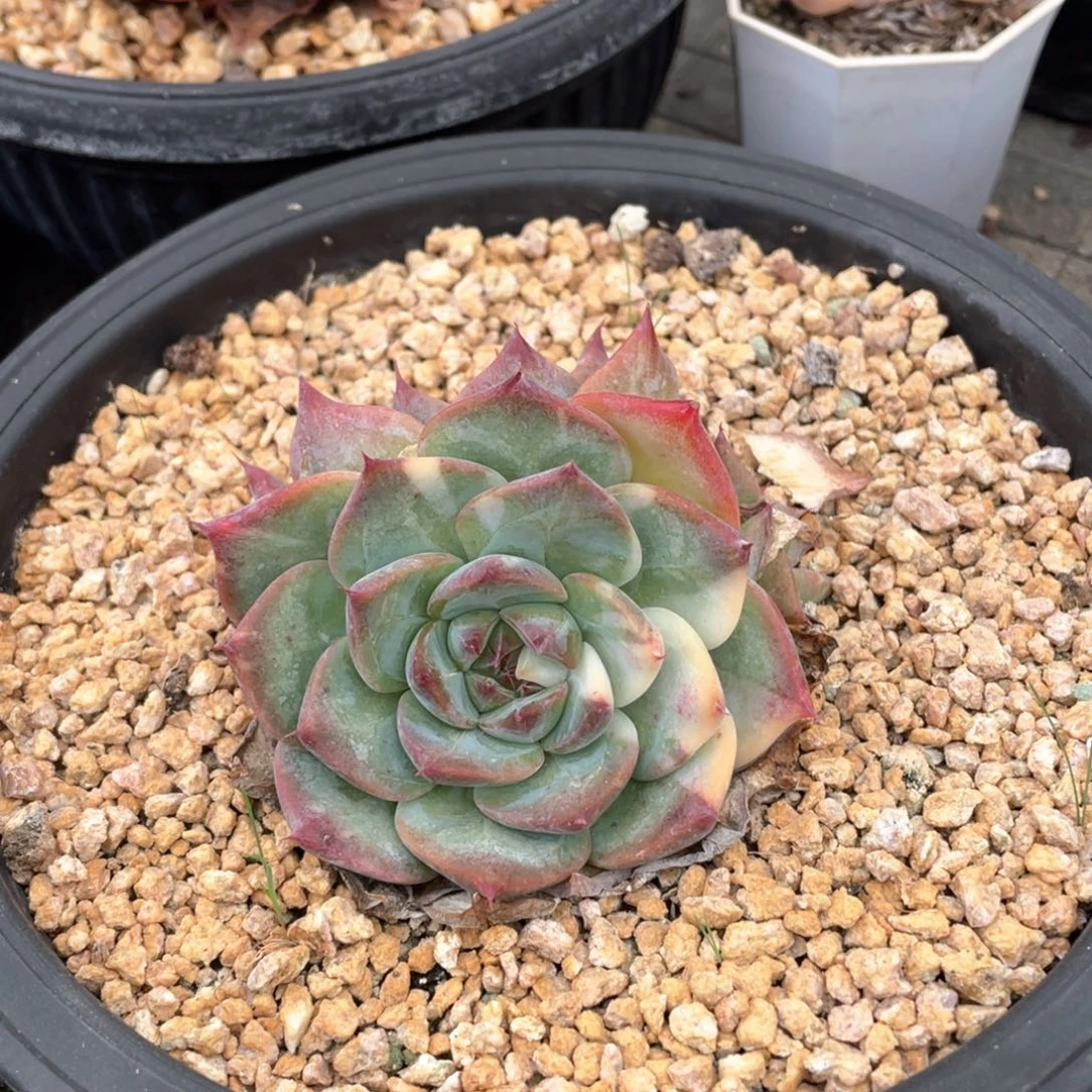 吉娃娃锦群生福利