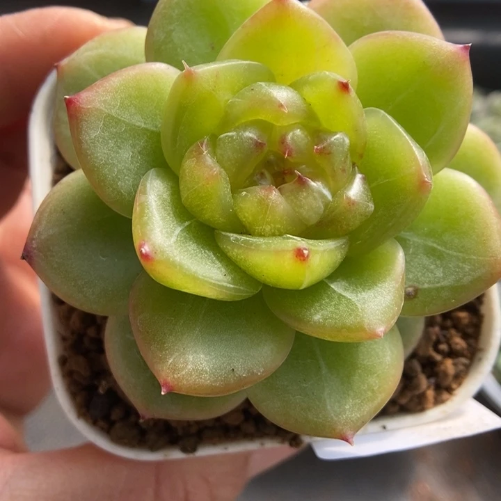 一物一拍一物一拍1113-280