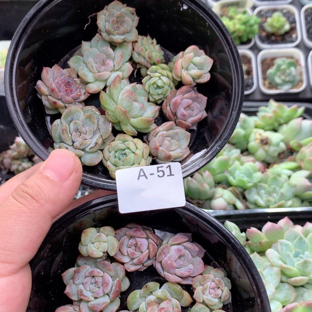 无花朵A51月英语英语英语