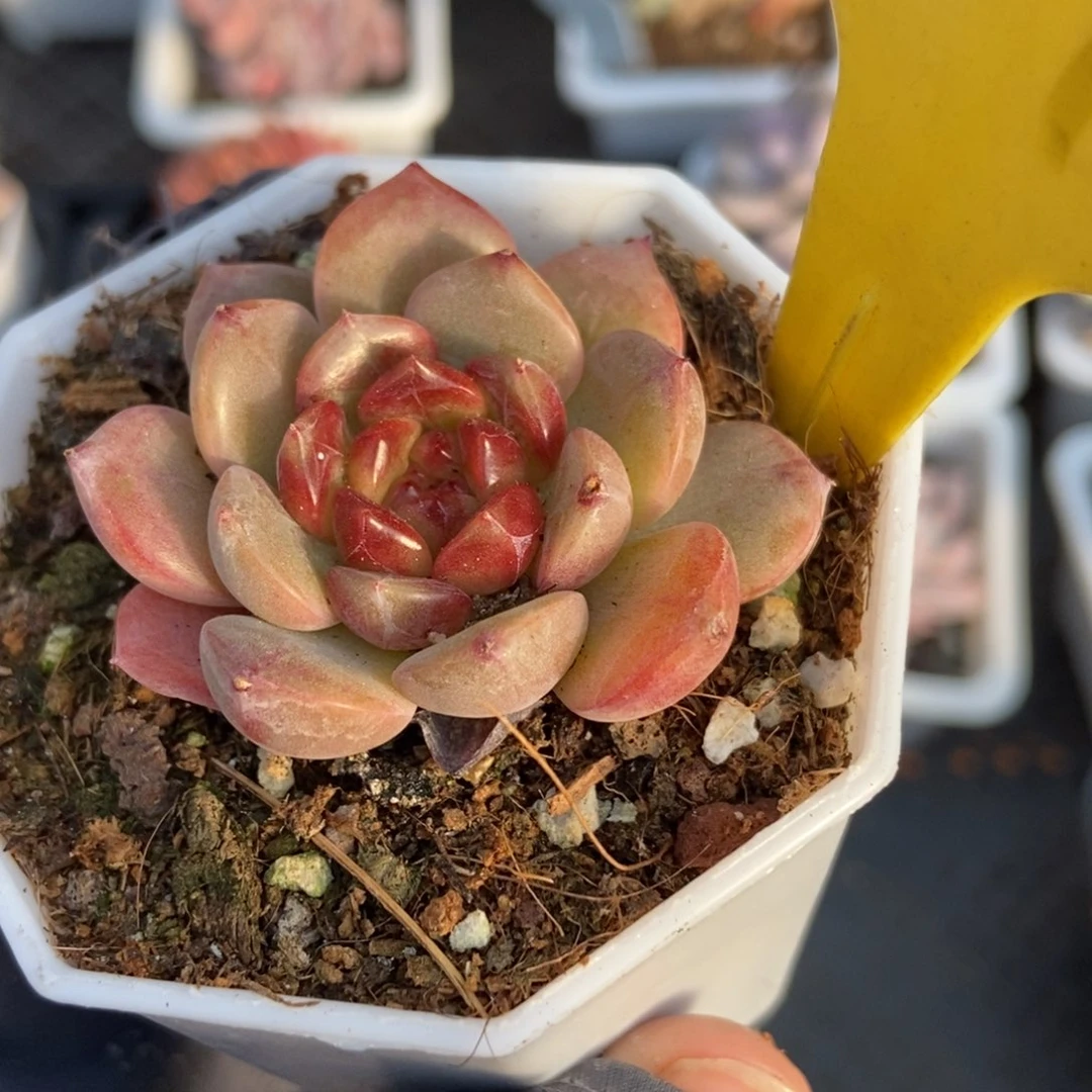 6097糖果珍妮多肉植物