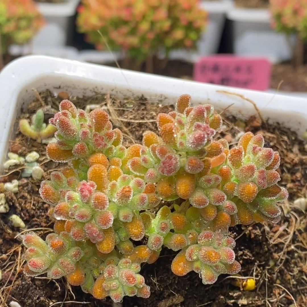 冰晶杂橙D183枝干番杏