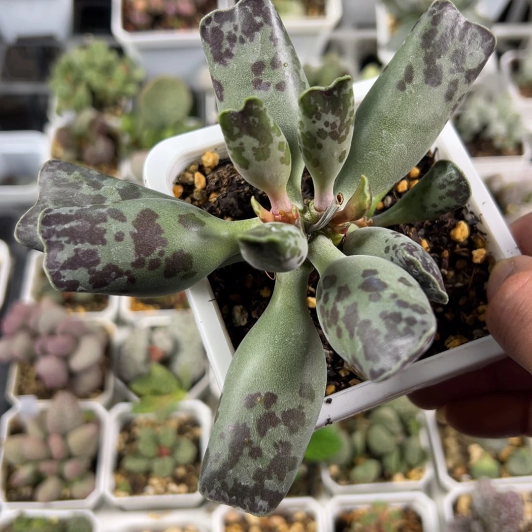 曦***荣卷发多肉植物水泡