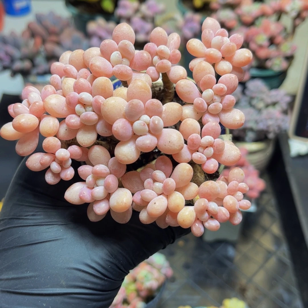 848冰淇淋鱼子酱11厘米多肉