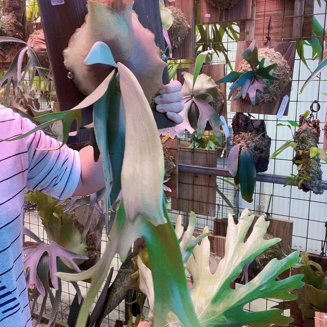 无花朵银狐0000000