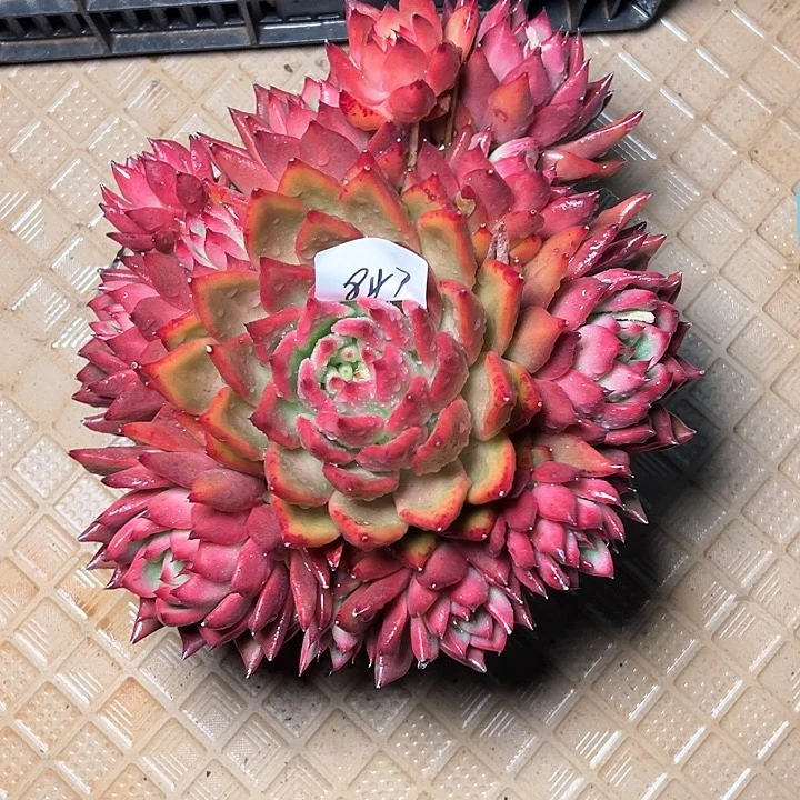 七*?847/////////////