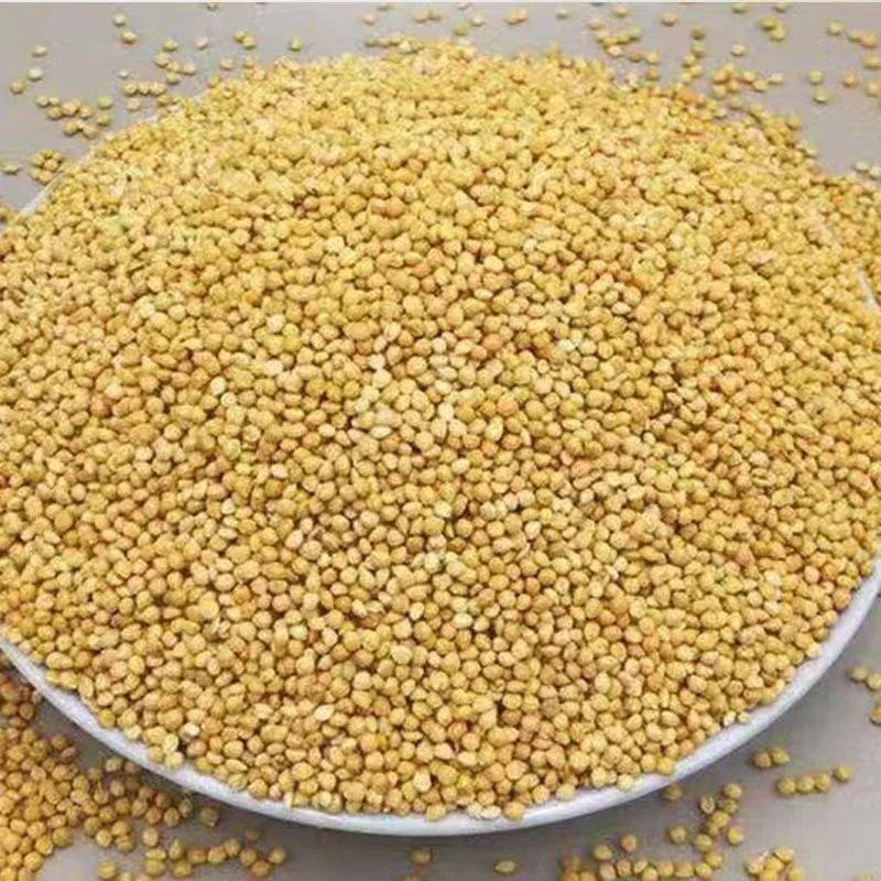 鹦鹉粮食黄谷子营养丰富颗粒饱满蛋小米中小型鹦鹉饲料鸟粮