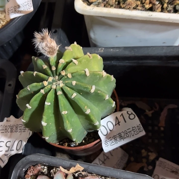 幸运的是我还没遇到你的