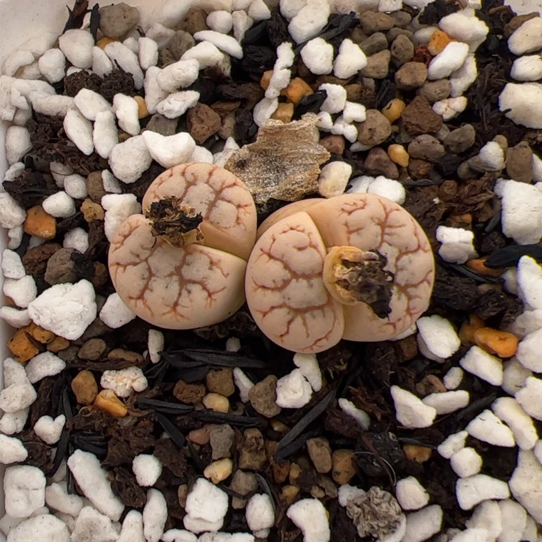 0227号云印 多肉植物