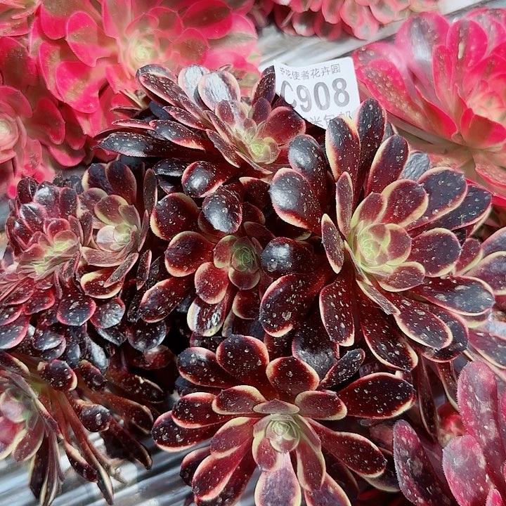 多肉法师欧嘉莉缀化