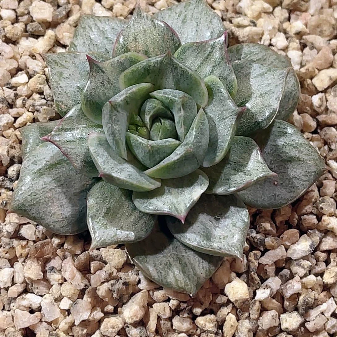 尚品园艺福利黑魔王锦