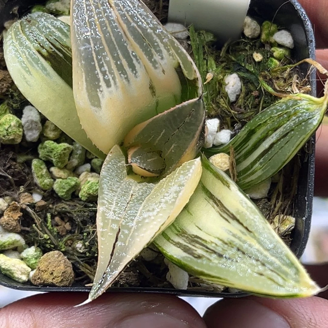 142茜云锦芭提雅极上斑