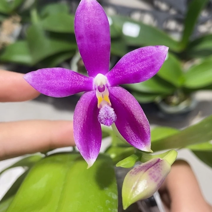 完全开放浓香00 2.8寸双花剑介意消花勿拍