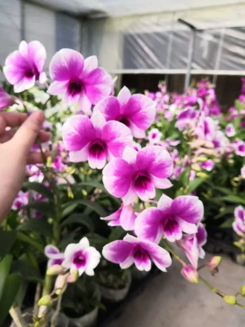 粉黛石斛兰盆栽带花苞四季开花不断室内外好养花卉植物